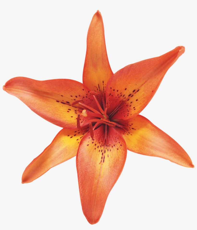 What Is The Best Converter Used For Converting Png - Лилия Цветок На Белом Фоне, transparent png #8372065