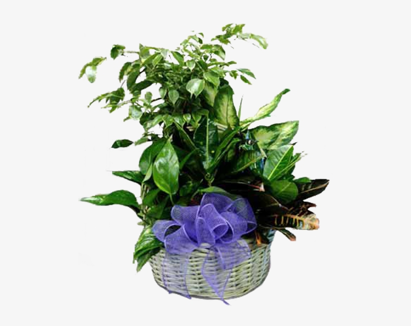 Garden With Purple Bow - Garden Roses, transparent png #8372209