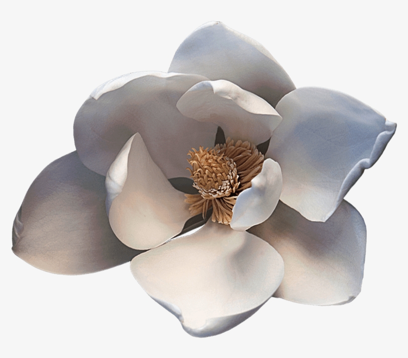 Noble Viii Magnolia - Artificial Flower, transparent png #8372491