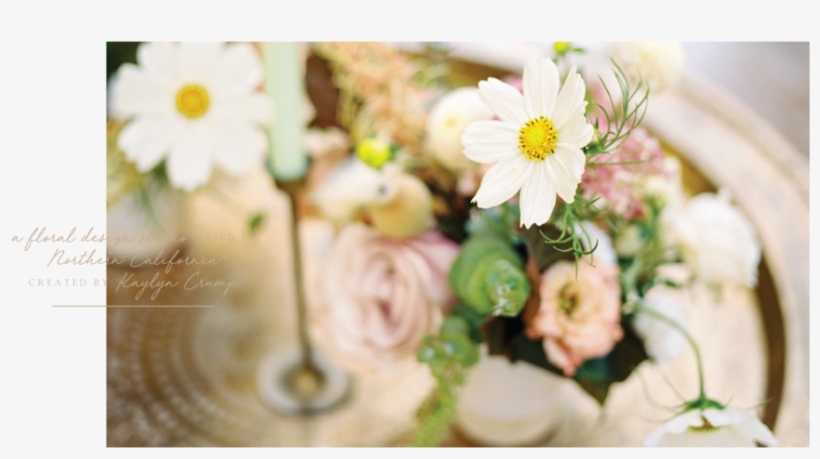 Willow & Magnolia Home Page Slider-03 - Daisy, transparent png #8372584