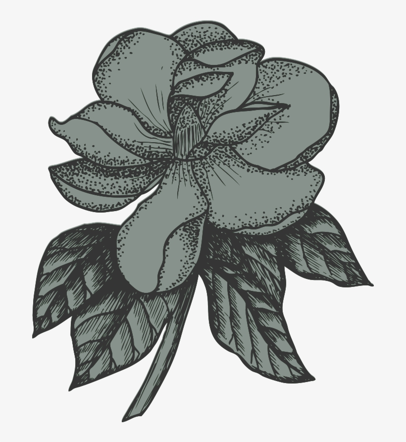 Magnolia - Rosa Glauca, transparent png #8373057