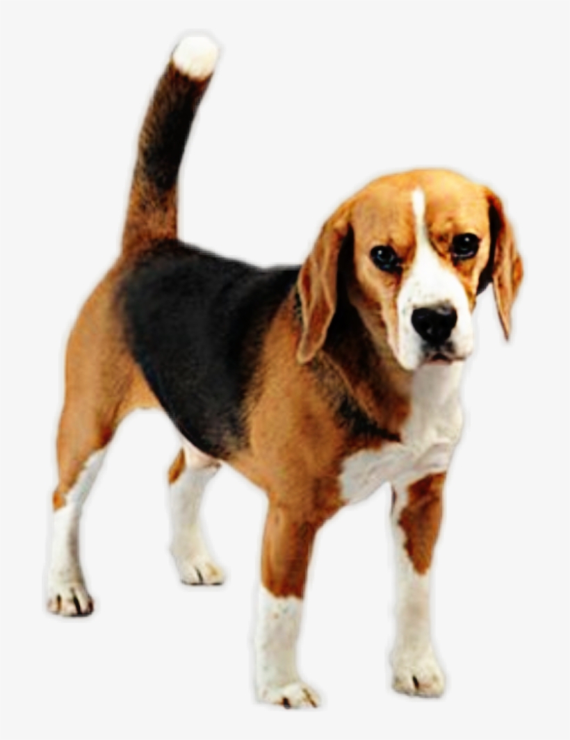 Beagle Sticker - Beagle-harrier, transparent png #8373311