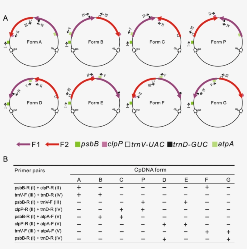 Sketches Of Eight Different Cpdna Forms - Diagram, transparent png #8373438