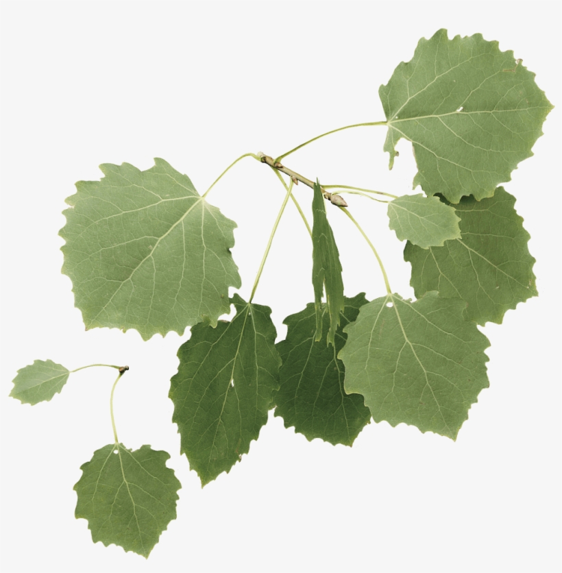 Aspen - Grape, transparent png #8373575
