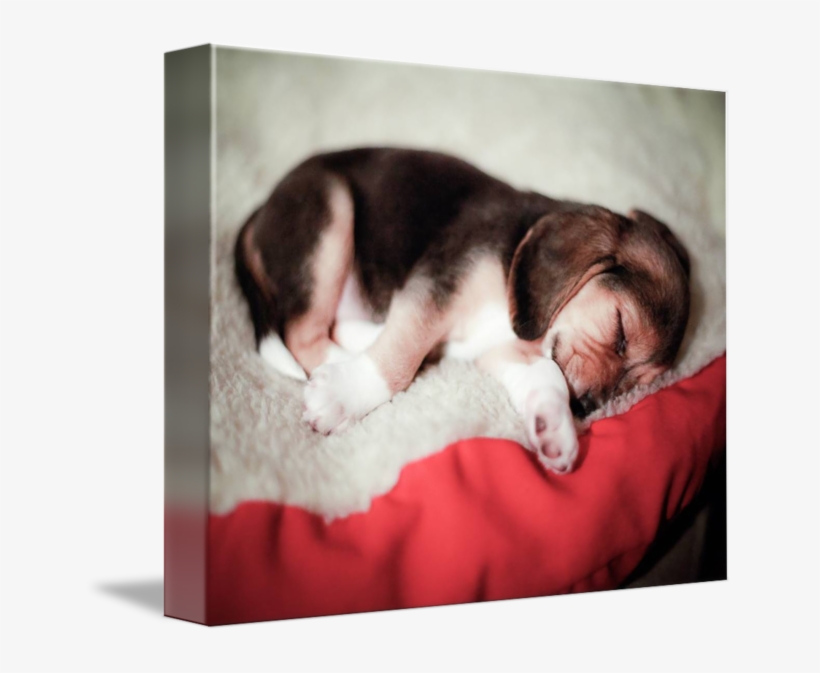 Baby By Susan Weingartner - Cat, transparent png #8373927