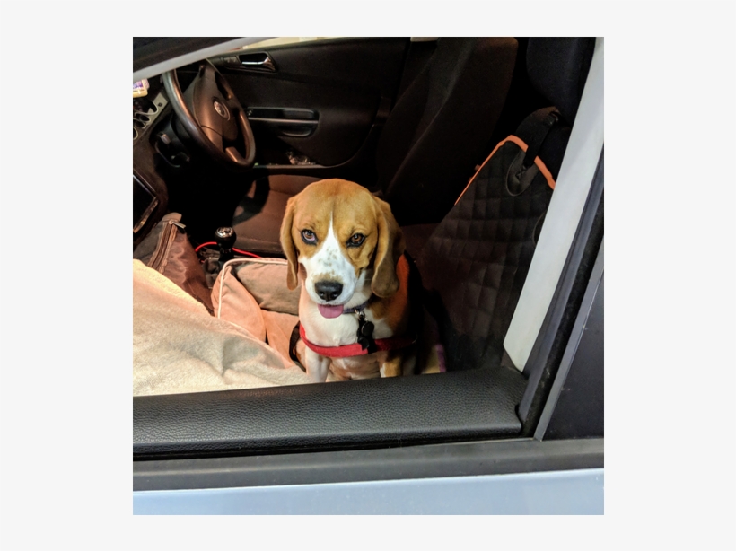 Article 3 Centrec73ce9b8 Cf0e 0ab4 9f61 742457ff3a1e - Beagle-harrier, transparent png #8374194