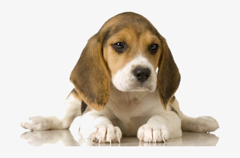 This Beagle Potty Training Helps You Get Off To A Great - Dogs And Puppies, transparent png #8374207