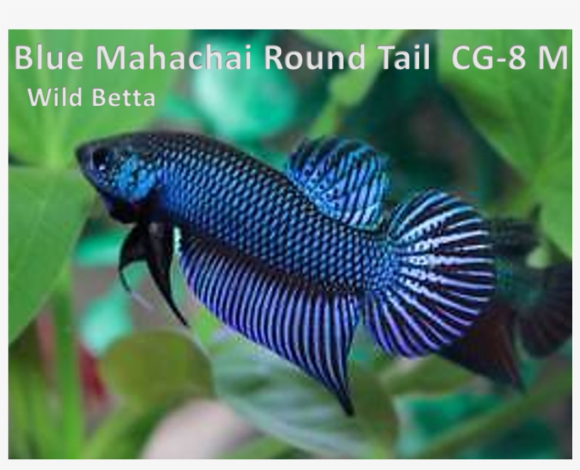 Pomacentridae, transparent png #8374311