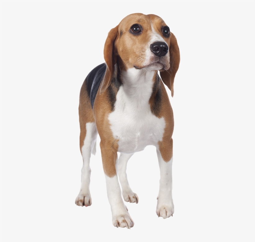 Beagle Von Vorne - Beagle, transparent png #8374338