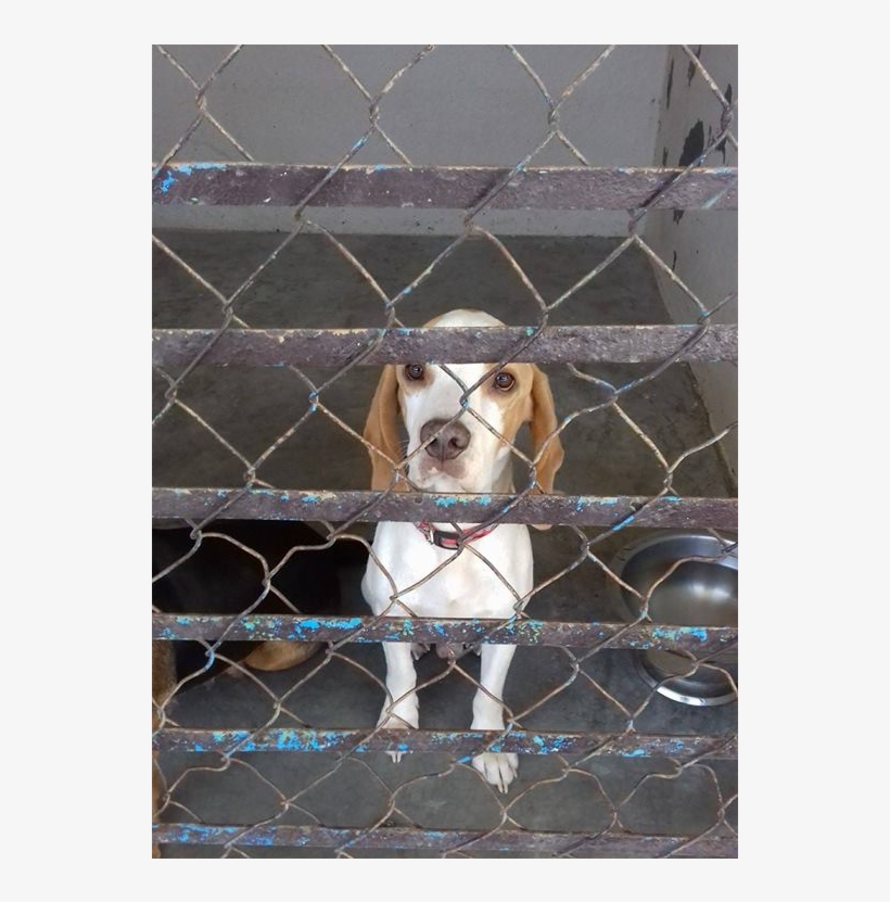 This Is Bolas, A - Beagle-harrier, transparent png #8374374
