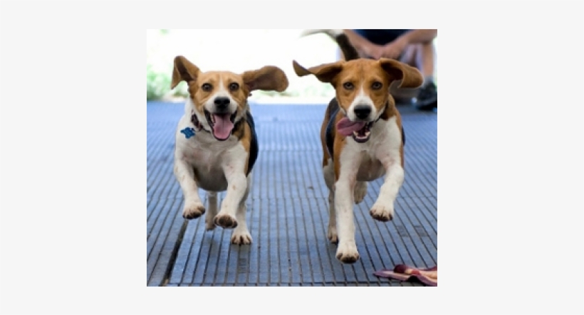 People For The Ethical Treatment Of Animals, transparent png #8374467