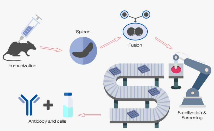 Monoclonal Diagram - Diagram, transparent png #8375630