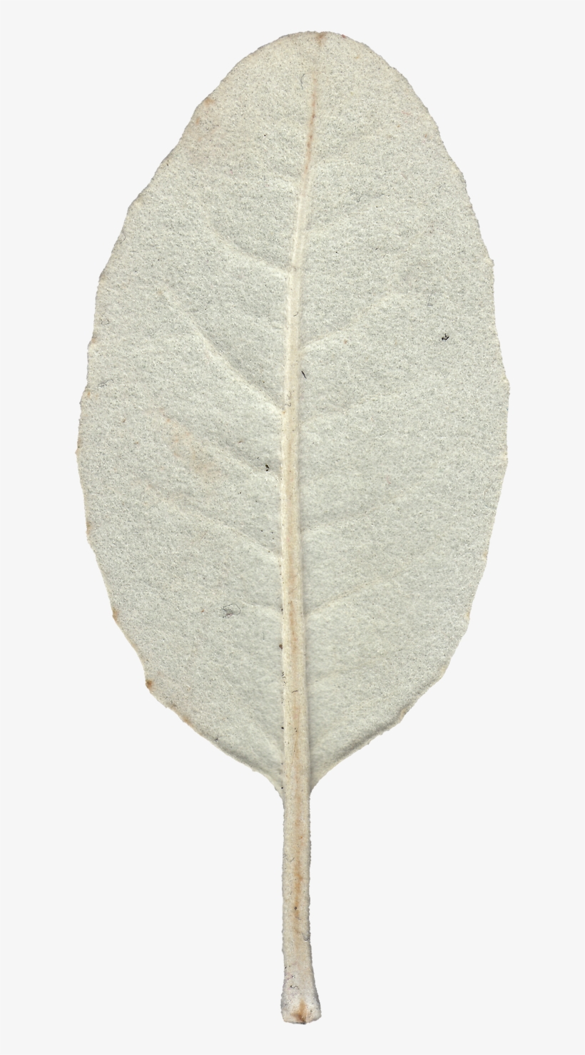 Leaf 07 Back Texture - Still Life Photography, transparent png #8375661