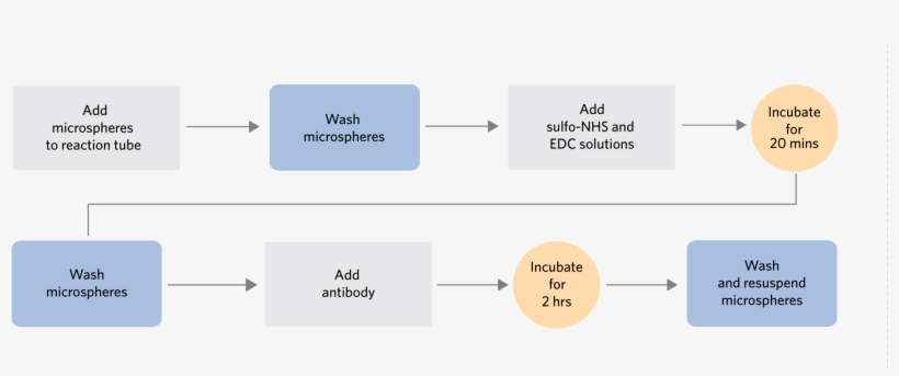 Xmap Antibody Coupling Kit Workflow Overview For Use - Diagram, transparent png #8376067