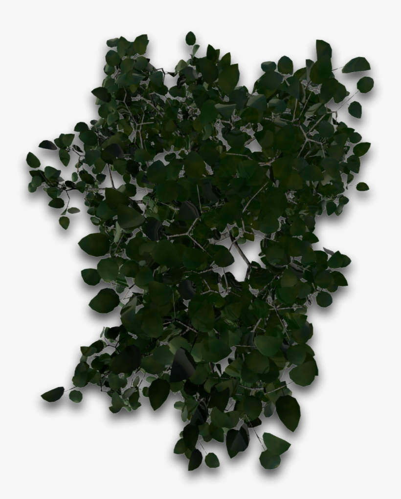 Tree 33 4eyes - Maidenhair Tree, transparent png #8376068