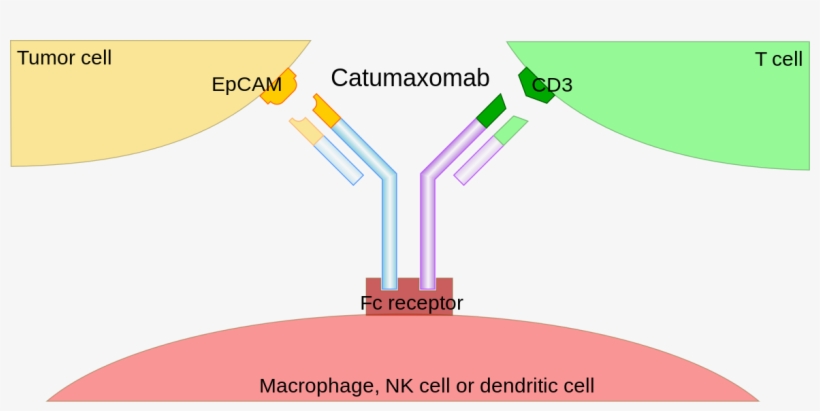 Catumaxomab Mechanism Of Action, transparent png #8376442