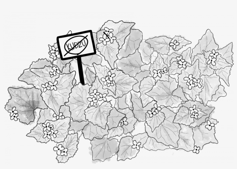 Kudzu, Known As "the Vine That Ate The South," Strangles - Line Art, transparent png #8377077