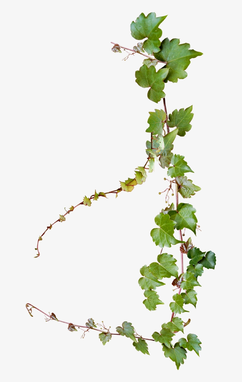 Grape Photography Vine Vines Creative Design Common - Transparent Background Vine Png, transparent png #8377147