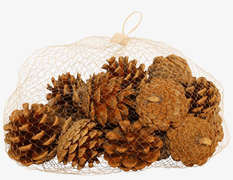 Natural Pine Cones - Fruit, transparent png #8378276
