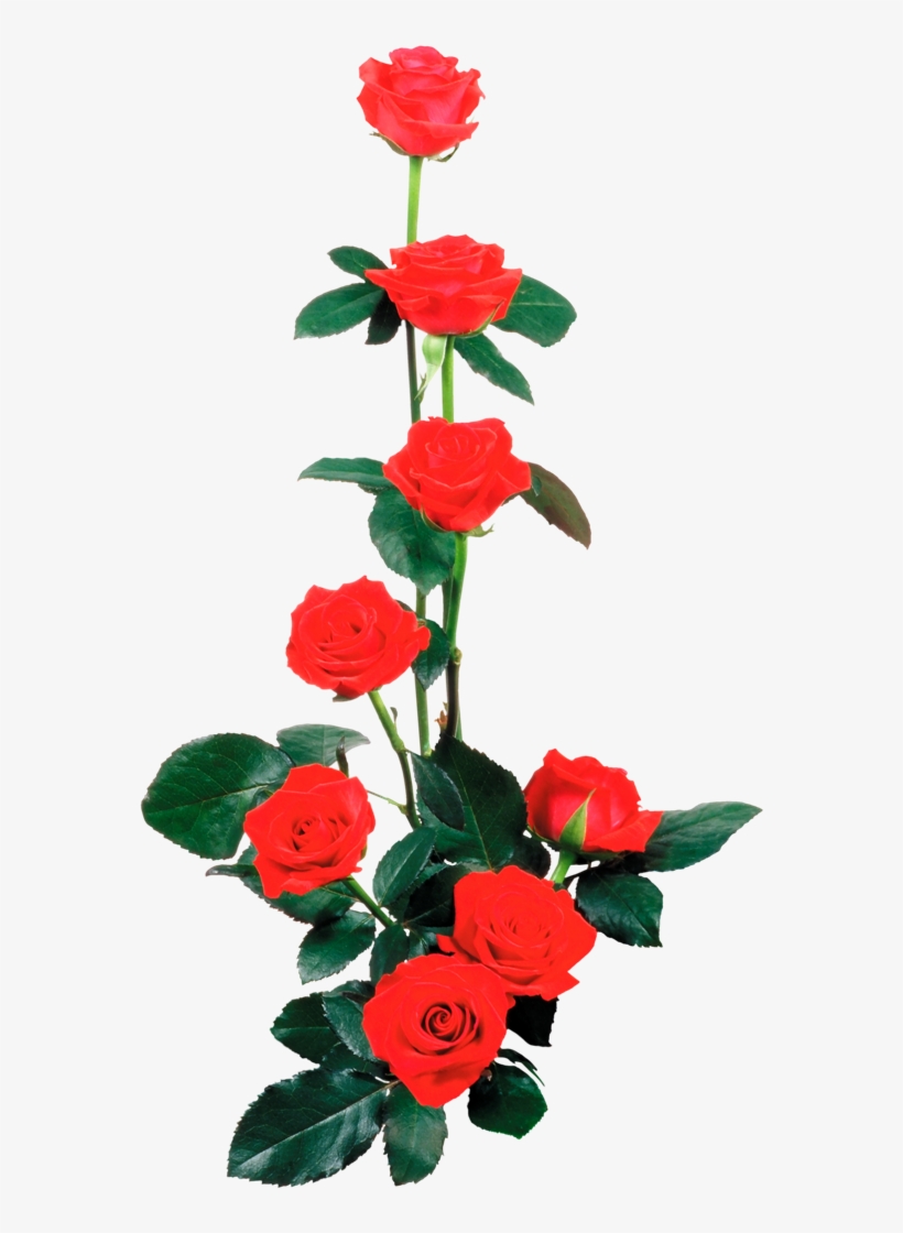 Rosas Rojas En Png Arte Digital - Dia Dos Namorados, transparent png #8378749