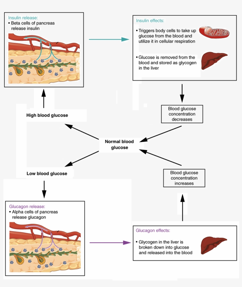 39+ Homeostasis Low Blood Glucose Diagram