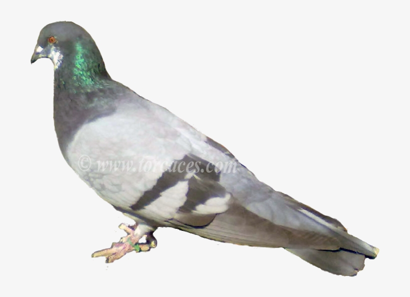 La Paloma Ternano Con Barras - Somali Pigeon Columba Oliviae, transparent png #8379501