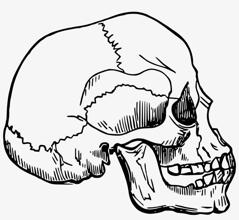 This Free Icons Png Design Of Skull 12, transparent png #8379708