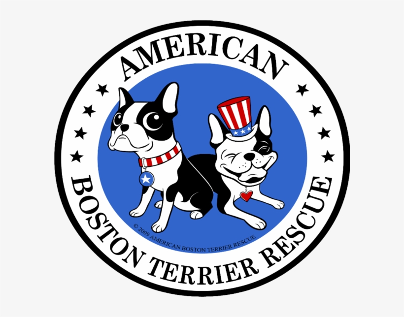 American Boston Terrier Rescue - Dept Of Education Wa, transparent png #8381584