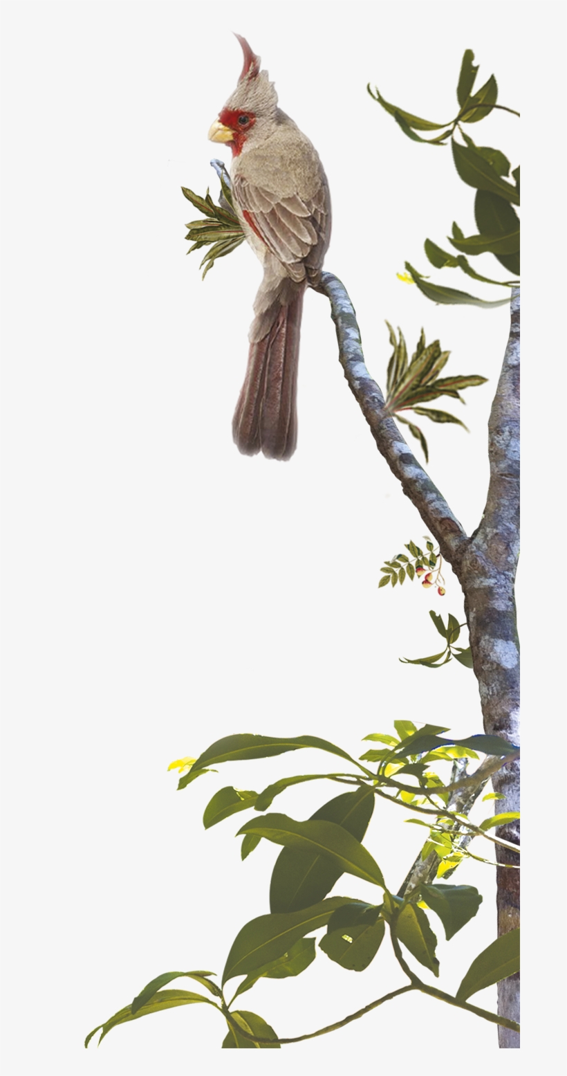 Magic In The Jungle - Hummingbird, transparent png #8381744
