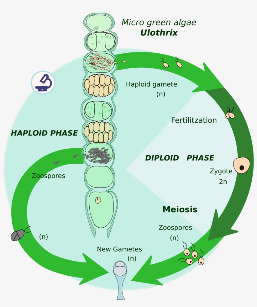 Haplontic Life Cycle[edit] - Biological Life Cycle, transparent png #8382049