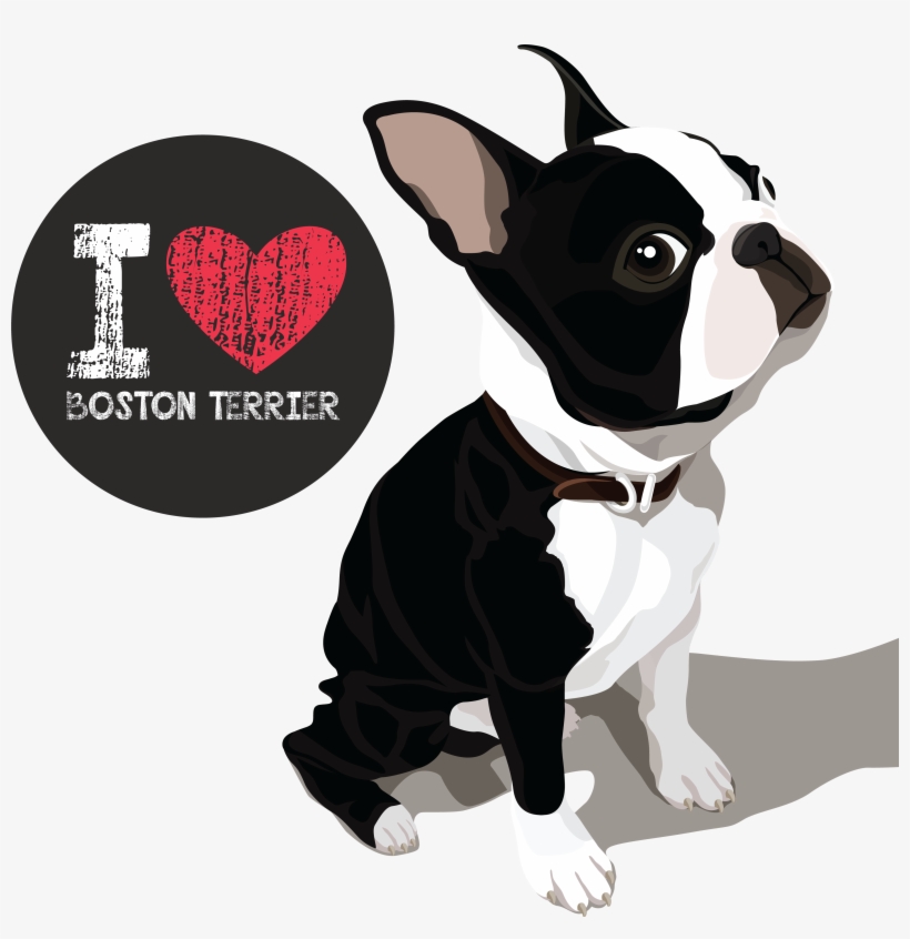 Teespring - Boston Terrier Vector, transparent png #8382269