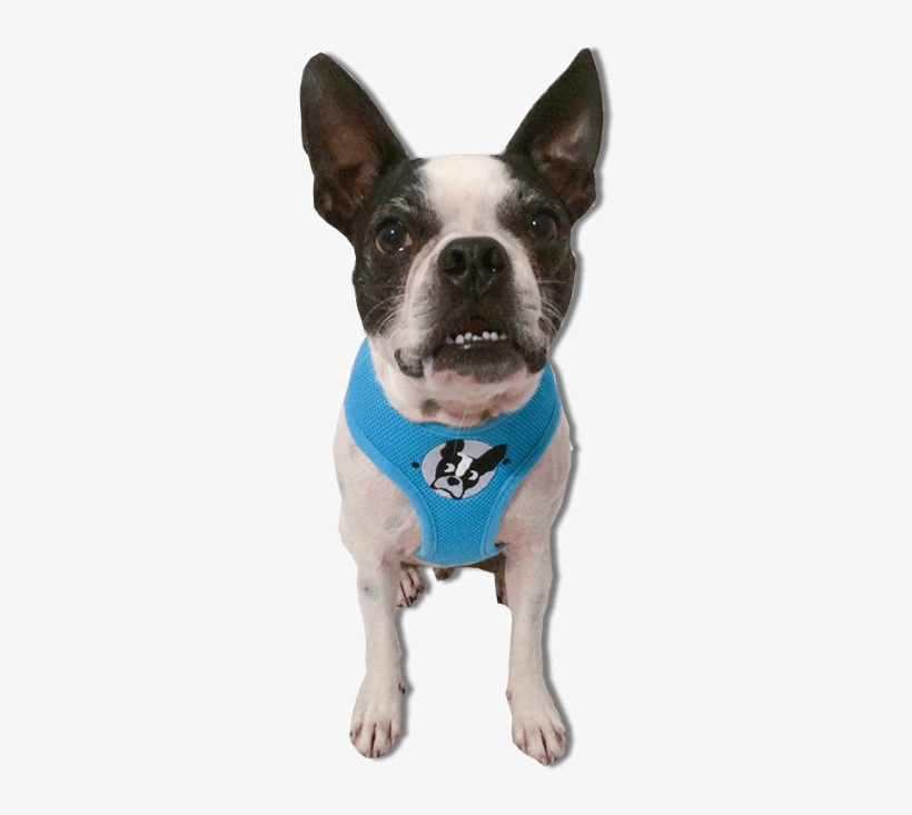 Blue Light - Dog Catches Something, transparent png #8382361