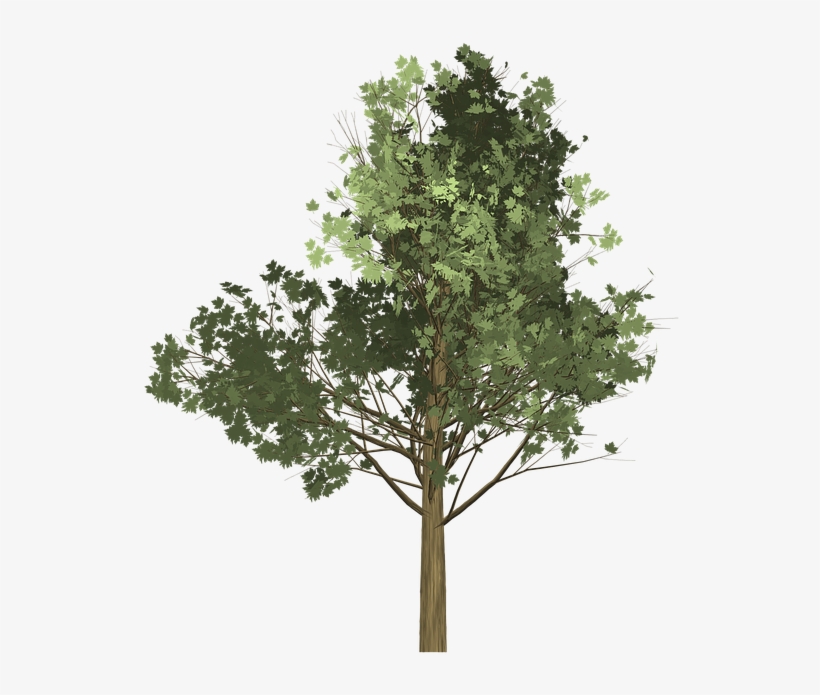 Tree Illustration Png, transparent png #8383540