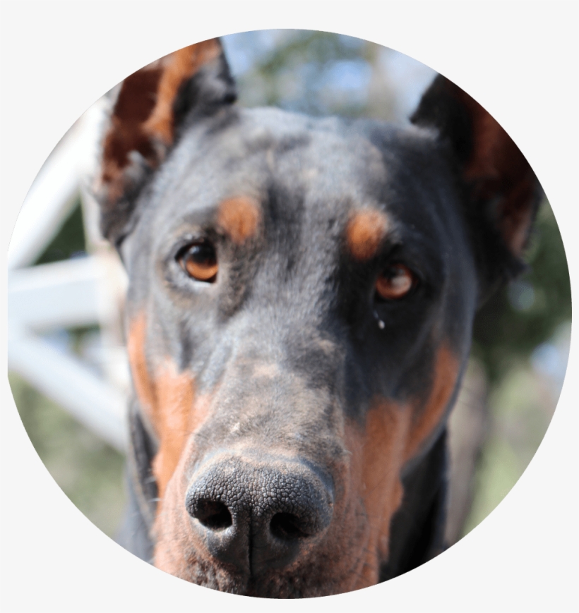 Our Dobermans - Dobermann, transparent png #8384508