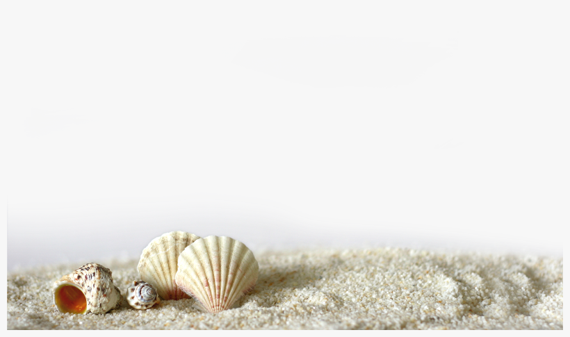 Beach Of La Concha Seashell Light Shell - Beach Sand Png Transparent, transparent png #8384822