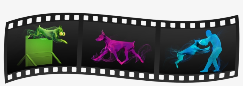 We Follow The Doberman Pinscher Club Of America And - Film, transparent png #8384825