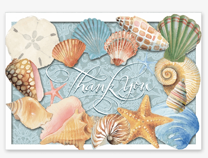 Sea Shells Boxed Thank You Cards - Shell, transparent png #8384985