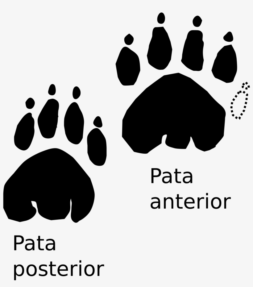 Open - Huellas De Tortuga Terrestre, transparent png #8385115