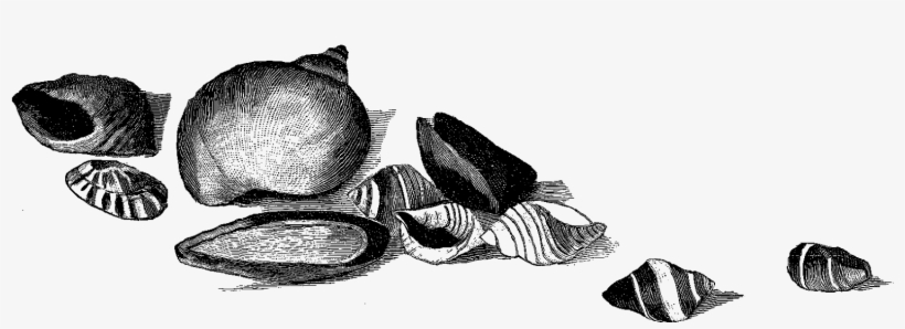 The Sea Shell Clip Art Is A Lovely Pencil Artwork Drawing - Sketch, transparent png #8385431