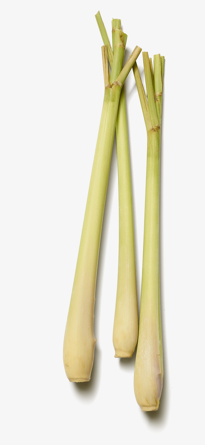 Images - Wood, transparent png #8385649