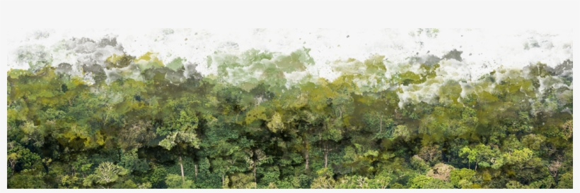 Tree, transparent png #8385706