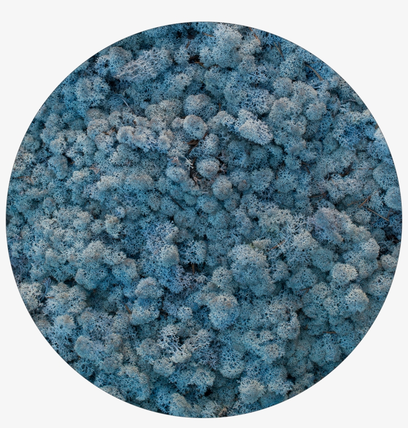 59 Ice Blue - Мох Стабилизированный Голубой, transparent png #8385798