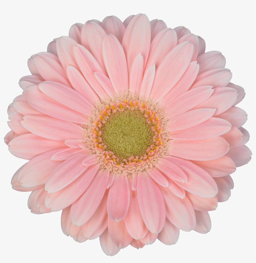 Pink Gerbera Daisy Png, transparent png #8386274