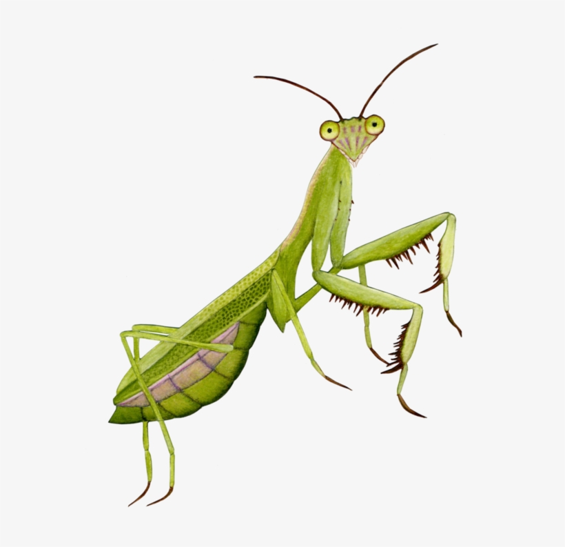 Mantidae, transparent png #8388752
