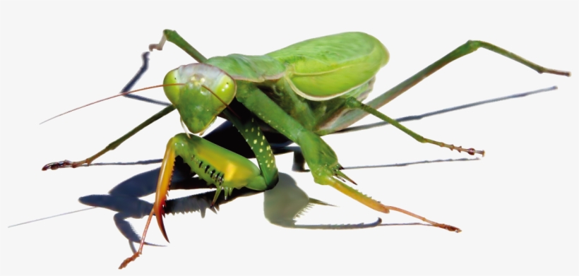 Mantis Png Image - Illustrator, transparent png #8388982
