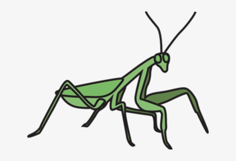 Mantidae, transparent png #8389155