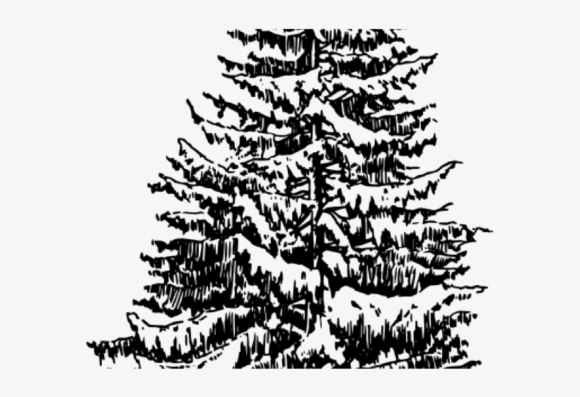 Drawn Pine Tree Thick - Evergreen Tree Line Drawing, transparent png #8391622