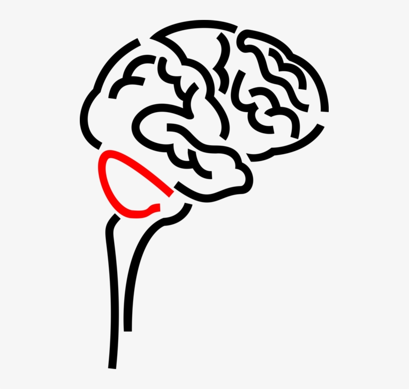 Vector Illustration Of Human Brain Organ Serves As, transparent png #8393102