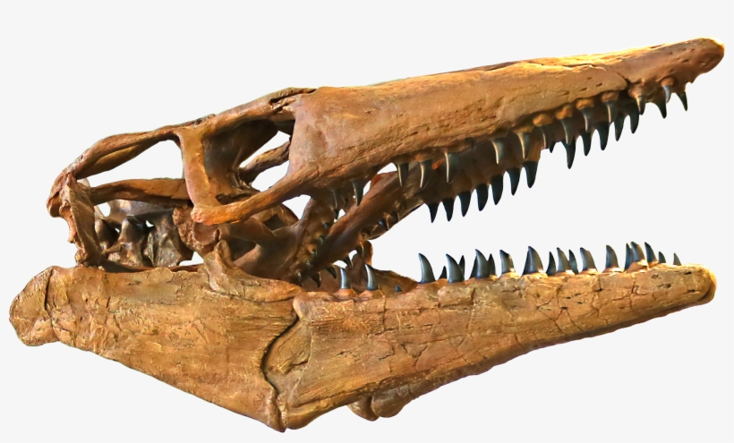 Bunker Specimen Skull - Tylosaurus Skull, transparent png #8393506