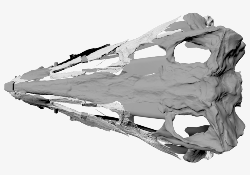 Carolina Butcher - Monochrome, transparent png #8393551